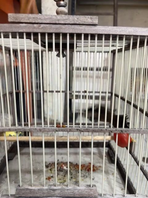 Chim bổi màu Nâu đen. Mua bán Chim tại Quận Tân Bình Tp Hồ Chí Minh được đăng bởi Nguyễn Anh Khôi hình 1