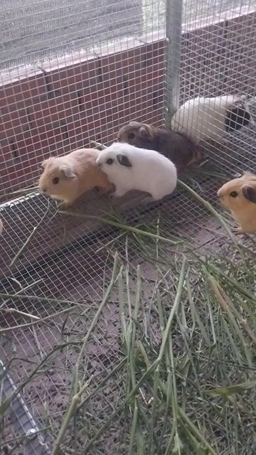 Chuột lang Cali nhiều màu. Mua bán Thú cưng khác tại Huyện Củ Chi Tp Hồ Chí Minh được đăng bởi trại chuột lang hình 1