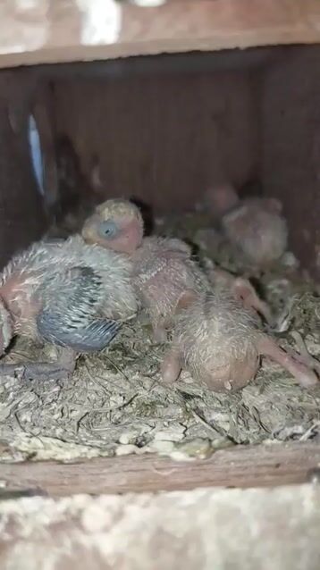 Chim Vẹt Lovebird nhiều màu. Mua bán Chim tại Quận Tân Bình Tp Hồ Chí Minh được đăng bởi thanh nghĩa hình 1