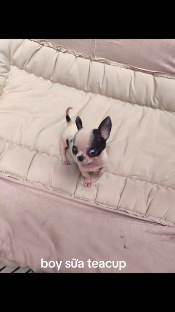Chó Chihuahua đực teacup. Mua bán Chó tại Quận 8 Tp Hồ Chí Minh được đăng bởi Chihuahua nhà ZoZo hình 1