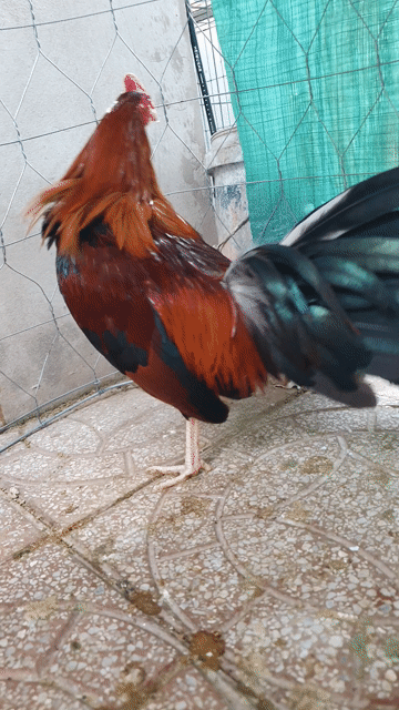 Gà tre Lai Mỹ 1.2kg 10 tháng Đỏ đen. Mua bán Gà tại Huyện Phụng Hiệp Hậu Giang được đăng bởi hoài anh hình 1
