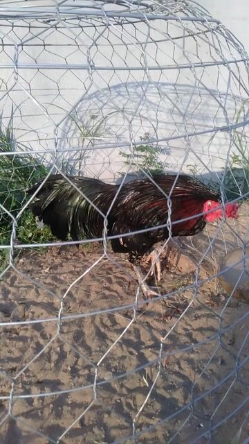 Bông 2,9 kg tơ zin tay con bò không nhận tin nhắn. Mua bán Gà tại Huyện Phong Điền Cần Thơ được đăng bởi Ký cần Thơ  hình 1