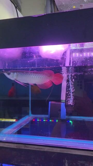 Cá Rồng Huyết Long size 20cm Indonesia chuẩn chỉ. Mua bán Thú cưng khác tại Huyện Bình Chánh Tp Hồ Chí Minh được đăng bởi Tuấn Anh Cá Kiểng Online hình 1