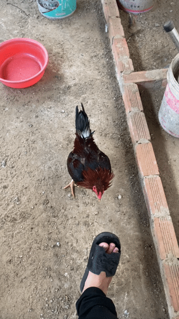 gà nọc. Mua bán Gà tại Quận 12 Tp Hồ Chí Minh được đăng bởi Luân Farm hình 1
