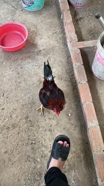 gà nọc. Mua bán Gà tại Quận 12 Tp Hồ Chí Minh được đăng bởi Luân Farm hình 1