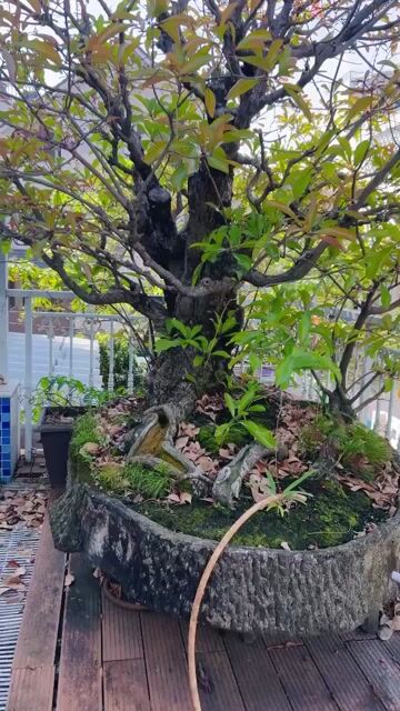 BÁN CÂY LỘC VỪNG – GỐC ĐẠI THỤ, DÁNG ĐẸP HIẾM CÓ 🌳. Mua bán Cây cảnh, đồ trang trí tại Quận Tân Bình Tp Hồ Chí Minh được đăng bởi Phong Lan hình 1