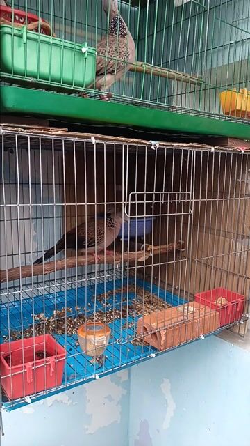Hai cặp cu gáy sinh sản và lồng. Mua bán Chim tại Quận 12 Tp Hồ Chí Minh được đăng bởi quach tinh hình 2