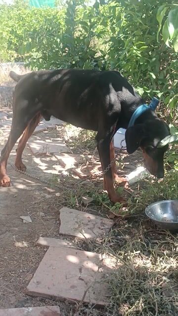 Chó doberman đực