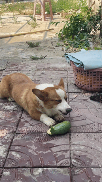 Chó Corgi 7 tháng Nâu trắng. Mua bán Chó tại Quận Cái Răng Cần Thơ được đăng bởi Trọng Nam hình 1