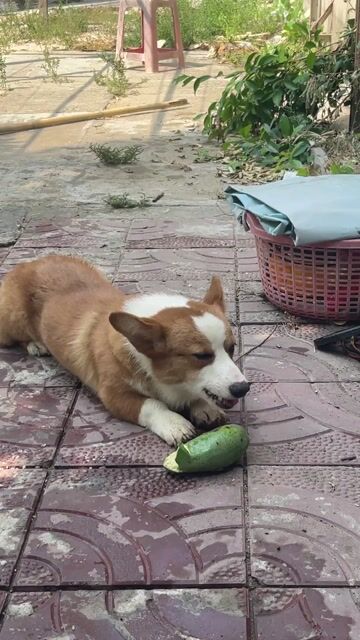 Chó Corgi 7 tháng Nâu trắng. Mua bán Chó tại Quận Cái Răng Cần Thơ được đăng bởi Trọng Nam hình 1