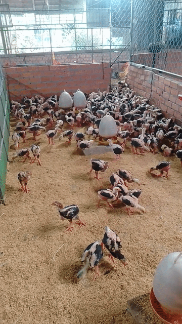 Gà Đông Tảo con non. Mua bán Gà tại Thành phố Thủ Đức Tp Hồ Chí Minh được đăng bởi Thành tin hình 1