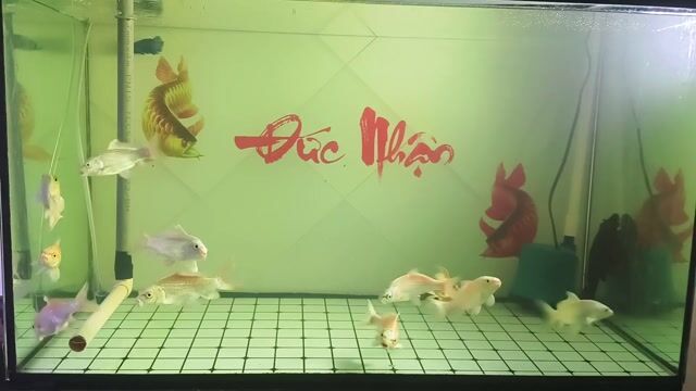 Cá Phi tần gen hoa anh đào 8-10cm. Mua bán Thú cưng khác tại Huyện Trảng Bom Đồng Nai được đăng bởi luôn vui tươi  hình 1