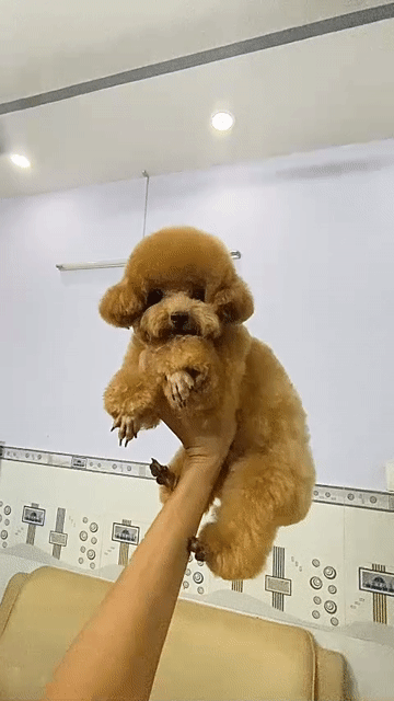 Chó Poodle Teacup đực 11 tháng. Mua bán Chó tại Quận 11 Tp Hồ Chí Minh được đăng bởi Nhung hình 1