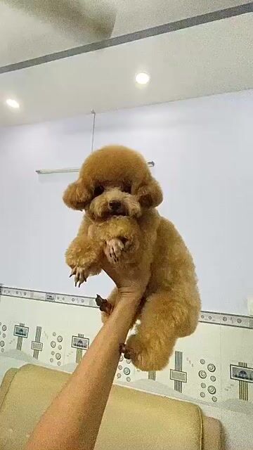 Chó Poodle Teacup đực 11 tháng. Mua bán Chó tại Quận 11 Tp Hồ Chí Minh được đăng bởi Nhung hình 1