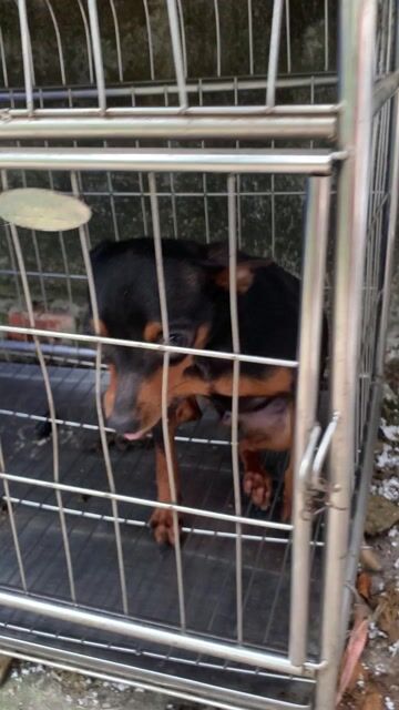 Chó Fox cái 3kg Đen nâu. Mua bán Chó tại Huyện Vũ Thư Thái Bình được đăng bởi Phương Vy hình 1