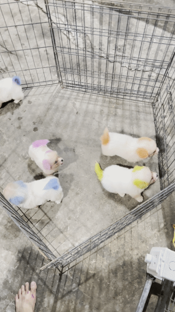 Chó Phốc Sóc Đực Cái nhiều màu. Mua bán Chó tại Huyện Chương Mỹ Hà Nội được đăng bởi alo alo hình 1