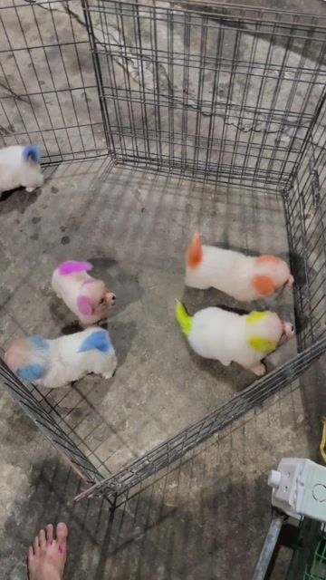 Chó Phốc Sóc Đực Cái nhiều màu. Mua bán Chó tại Huyện Chương Mỹ Hà Nội được đăng bởi alo alo hình 1