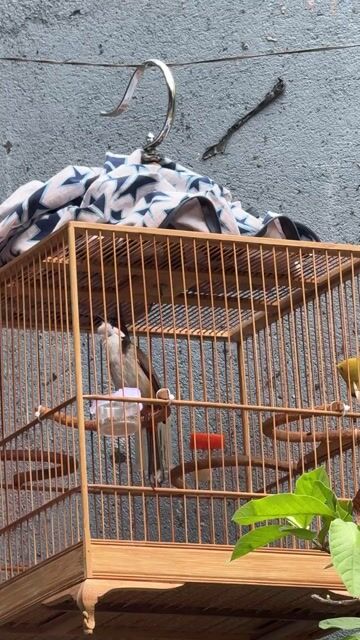 Chim chào mào 5 tháng còn nhát. Mua bán Chim tại Huyện Hóc Môn Tp Hồ Chí Minh được đăng bởi Võ Phương Phước Thành hình 1