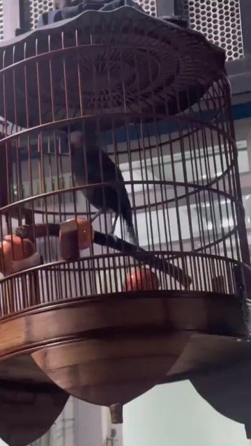 2 mùa đã thuần, hót múa. Mua bán Chim tại Quận Tân Bình Tp Hồ Chí Minh được đăng bởi Đèn LED Phúc Khang hình 1