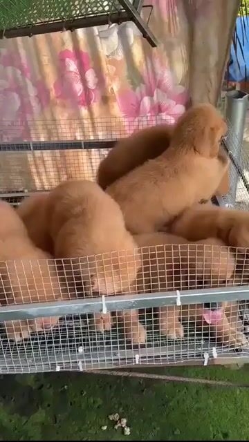 Chó con Golden Retriever màu vàng, đáng yêu, thông. Mua bán Chó tại Huyện Bình Chánh Tp Hồ Chí Minh được đăng bởi mini pet house sài gòn hình 1
