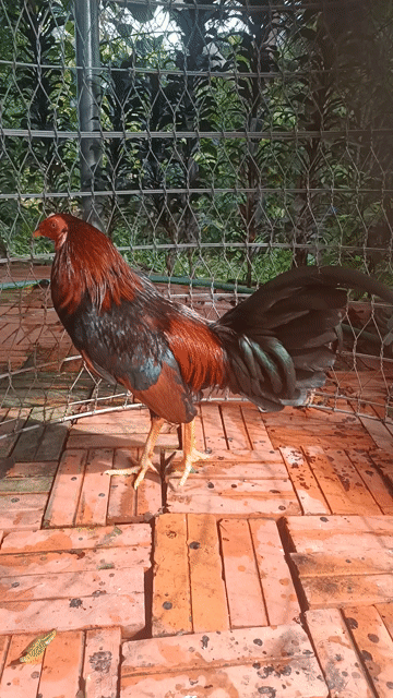 Gà nòi Đỏ đen 1.4 kg. Mua bán Gà tại Huyện Cai Lậy Tiền Giang được đăng bởi Mười Cơ hình 1