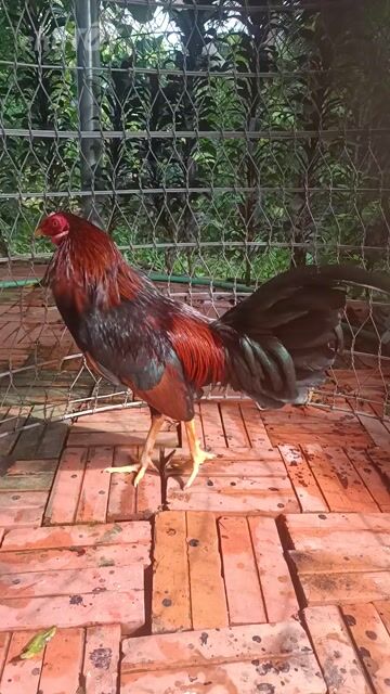 Gà nòi Đỏ đen 1.4 kg. Mua bán Gà tại Huyện Cai Lậy Tiền Giang được đăng bởi Mười Cơ hình 1