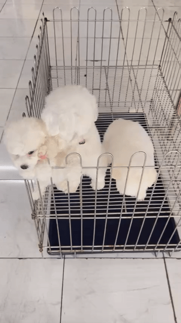 Chó Poodle lông xoăn không rụng. Mua bán Chó tại Quận 6 Tp Hồ Chí Minh được đăng bởi Phạm Việt hình 1