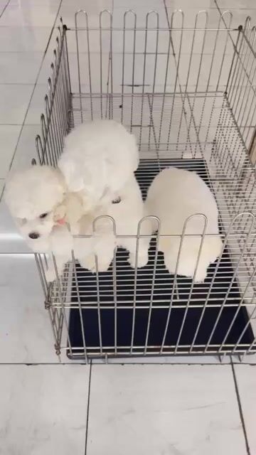 Chó Poodle lông xoăn không rụng. Mua bán Chó tại Quận 6 Tp Hồ Chí Minh được đăng bởi Phạm Việt hình 1