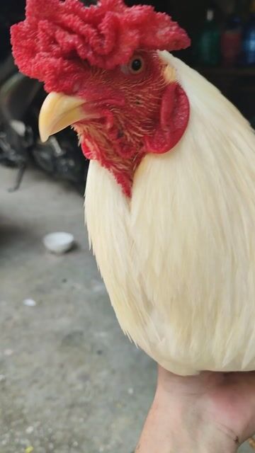 bướm aisl mỹ trạng 3kg. Mua bán Gà tại Huyện Vĩnh Thạnh Cần Thơ được đăng bởi gà đá cần thơ hình 1