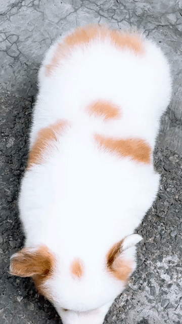 Chó Corgi Trắng, nâu 2 tháng đã tiêm. Mua bán Chó tại Quận Bình Tân Tp Hồ Chí Minh được đăng bởi huỳnh thật  hình 1