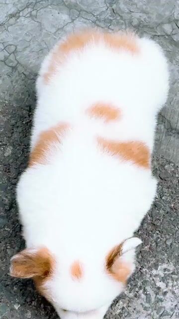Chó Corgi Trắng, nâu 2 tháng đã tiêm. Mua bán Chó tại Quận Bình Tân Tp Hồ Chí Minh được đăng bởi huỳnh thật  hình 1