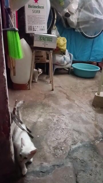 Mèo lai. Mua bán Mèo tại Thành phố Rạch Giá Kiên Giang được đăng bởi Trung hình 1