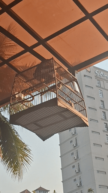 mào quảng lỗi ngoái. Mua bán Chim tại Quận Hải Châu Đà Nẵng được đăng bởi Bao Bì Hân Hòa hình 1