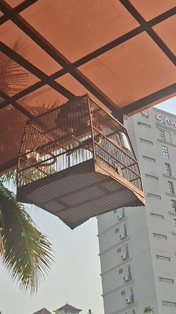 mào quảng lỗi ngoái. Mua bán Chim tại Quận Hải Châu Đà Nẵng được đăng bởi Bao Bì Hân Hòa hình 1