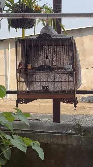 Chim chào mào bổi. Mua bán Chim tại Huyện Hòa Vang Đà Nẵng được đăng bởi huy hình 1