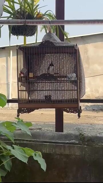 Chim chào mào bổi. Mua bán Chim tại Huyện Hòa Vang Đà Nẵng được đăng bởi huy hình 1