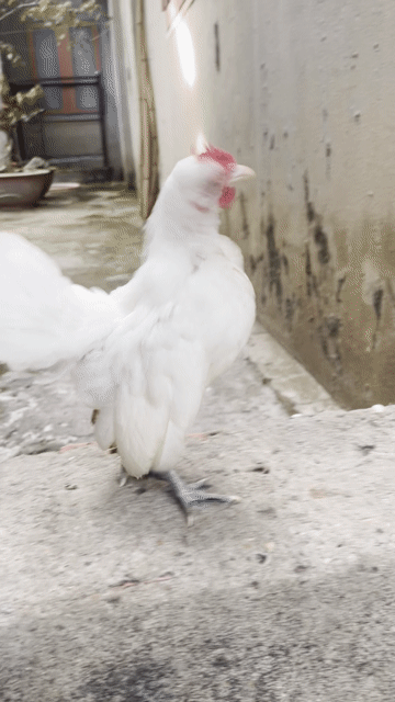 Gà tre cảnh trắng cả hai. Mua bán Gà tại Huyện Củ Chi Tp Hồ Chí Minh được đăng bởi HIẾU  hình 1