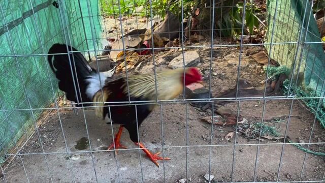 Gà chọi Cuban Mỹ 2kg. Mua bán Gà tại Huyện Châu Thành A Hậu Giang được đăng bởi kiệt gà 1993 hình 1