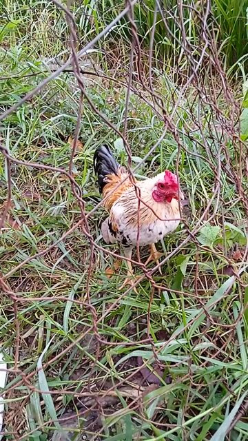 Gà tre Bắc. Mua bán Gà tại Quận Thốt Nốt Cần Thơ được đăng bởi gà tre Bắc  hình 1