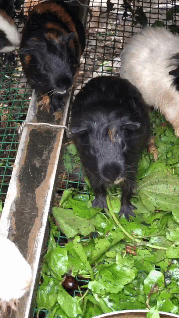 Chuột lang đủ size Đen, trắng, nâu. Mua bán Thú cưng khác tại Huyện Nhà Bè Tp Hồ Chí Minh được đăng bởi Chúc An Khang hình 1