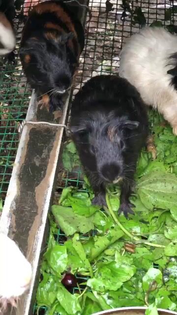 Chuột lang đủ size Đen, trắng, nâu. Mua bán Thú cưng khác tại Huyện Nhà Bè Tp Hồ Chí Minh được đăng bởi Chúc An Khang hình 1