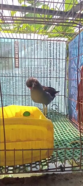 trích ré. Mua bán Chim tại Huyện Cầu Ngang Trà Vinh được đăng bởi Nữ hình 1