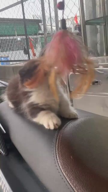 Cần gả gấp, bé mèo chân lùn ú nu.