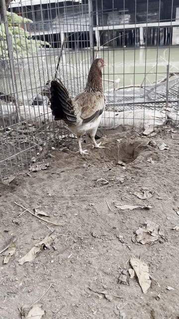 Gà mái Mỹ nòi tơ 2.1kg. Mua bán Gà tại Quận 6 Tp Hồ Chí Minh được đăng bởi Nguyên Vũ game farm hình 1