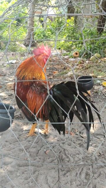 việt lai 3kg150 hàng xịn xò. Mua bán Gà tại Huyện Tịnh Biên An Giang được đăng bởi Mr Chicken AG hình 1