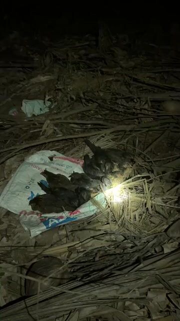 Gà Peru con non. Mua bán Gà tại Huyện Thạnh Phú Bến Tre được đăng bởi Nguyễn Thuận Phúc hình 1