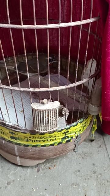 Chim Oanh 3 tháng mất 1 móng. Mua bán Chim tại Quận Thanh Xuân Hà Nội được đăng bởi Tuân hình 1