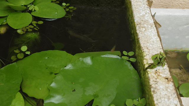 Cá Cờ Băng Hỏa ( lia thia băng hỏa ). Mua bán Thú cưng khác tại Quận 12 Tp Hồ Chí Minh được đăng bởi văn hình 1