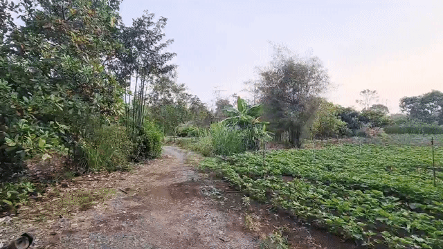 Mua bán Đất Huyện Cẩm Mỹ Đồng Nai diện tích 2050 m² giá 990 triệu