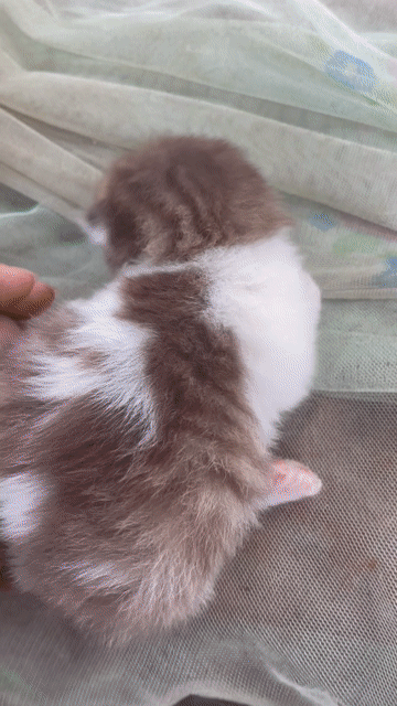 Mèo Anh lông ngắn dưới 3 tháng. Mua bán Mèo tại Quận 7 Tp Hồ Chí Minh được đăng bởi Khánh Nguyễn hình 1
